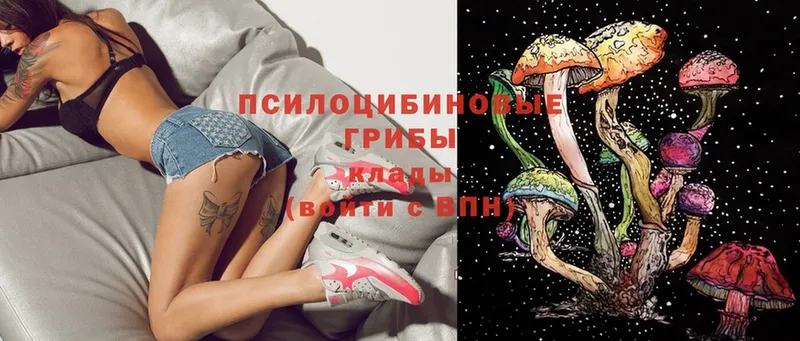 МЕГА ССЫЛКА  Жердевка  Галлюциногенные грибы Psilocybe 